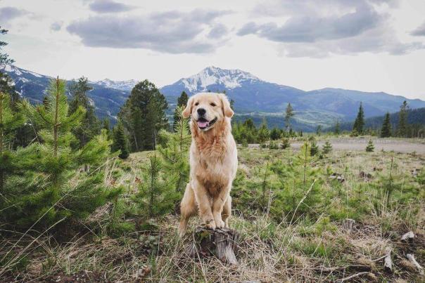 Find Pet Friendly Lodging In Big Sky, Montana