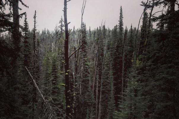 What To Do If You Get Lost In The Woods