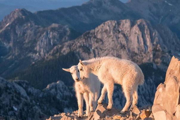 Interesting Facts About Mountain Goats
