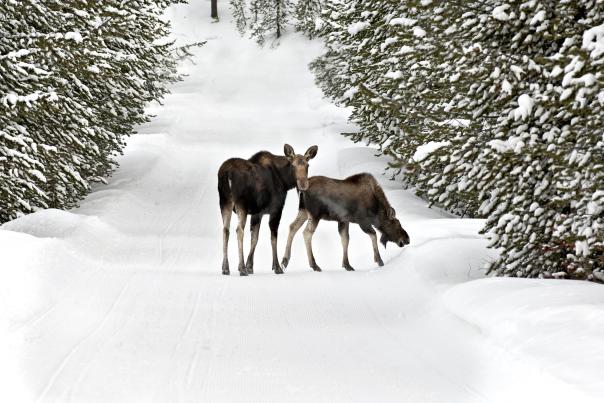 Moose on the trail