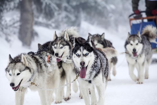 Dog Sledding in Big Sky