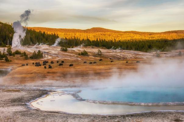 Steam rises from geothermal features in a vast landscape with bison grazing in the distance, framed by forested hills and a serene lake.