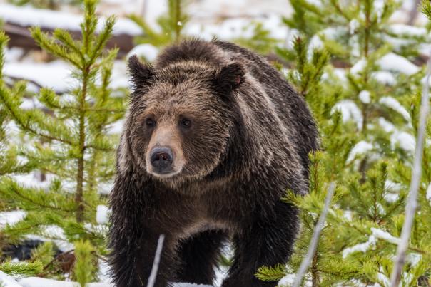 Grizzly Bear in winter