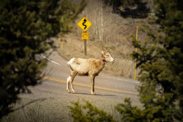 Interesting Facts About Bighorn Sheep