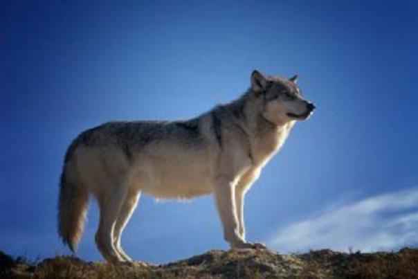 Interesting Facts About Wolves