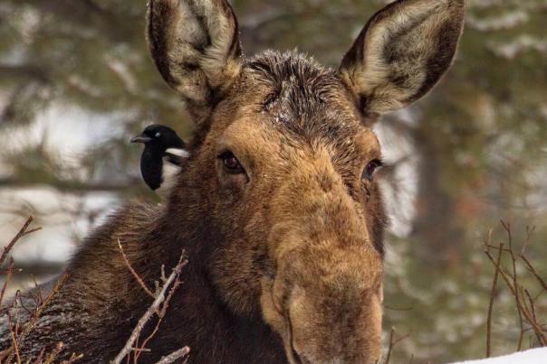 What To Do If You Encounter A Moose In Big Sky, Montana