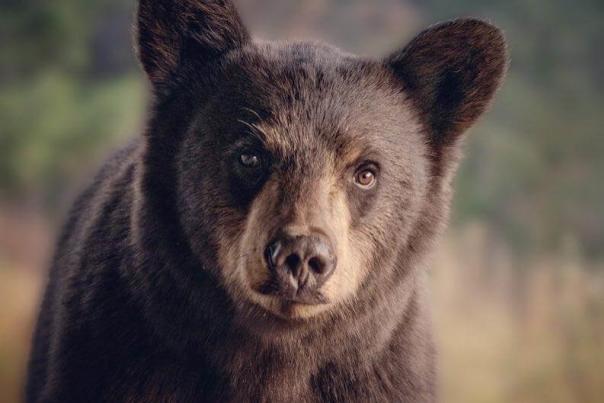 Interesting Facts About Black Bears