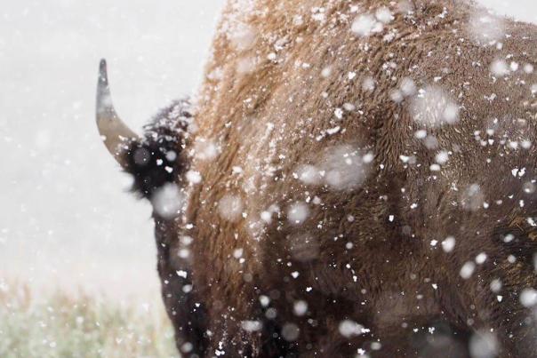 Are You Searching For Yellowstone Winter Lodging?