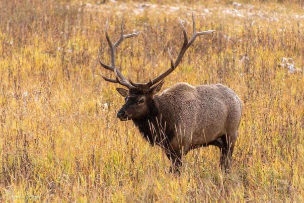 Interesting Facts About Elk