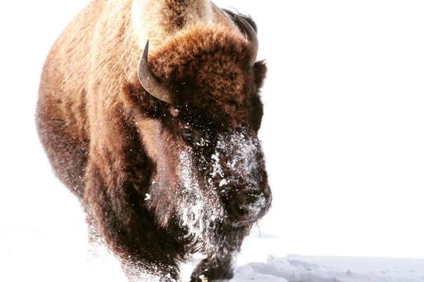 American Bison Named National Mammal Of The United States