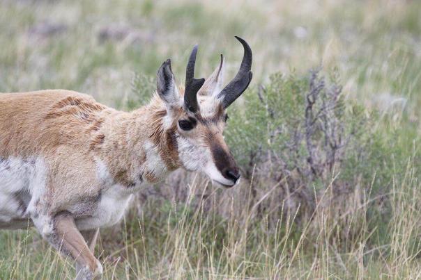Interesting Facts About Pronghorns