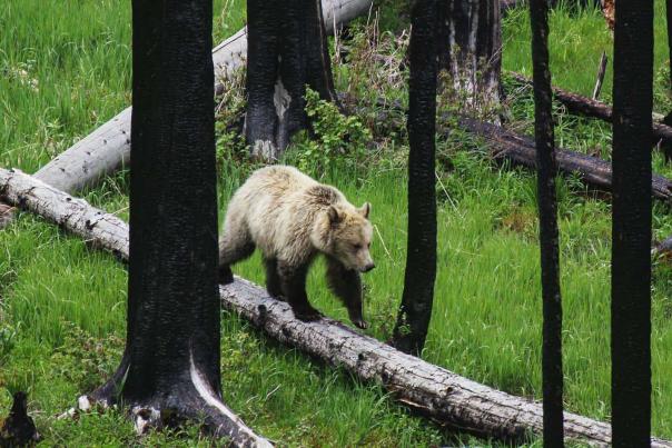 Interesting Facts About Grizzly Bears