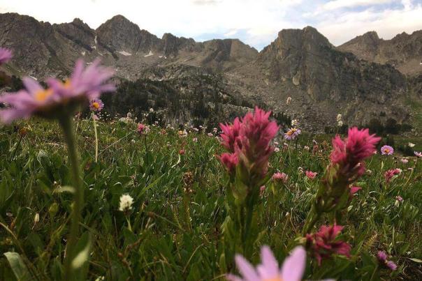 Spot The Wildflowers Of Big Sky Country On Your Next Hike