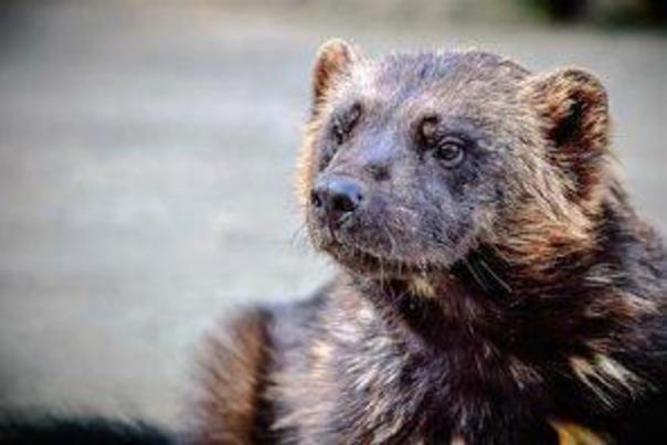 Interesting Facts About Wolverines