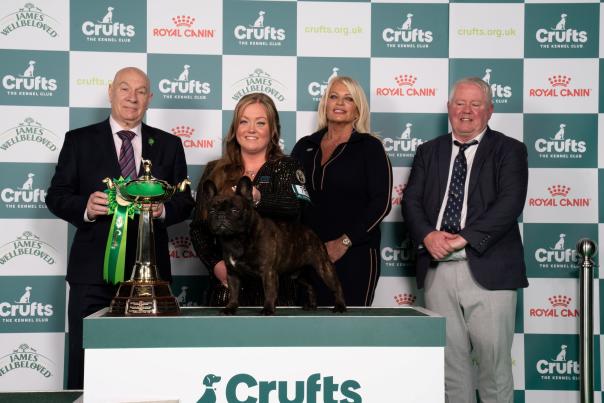 A French Bulldog from Birmingham Wins Place in Crufts Best in Show Final