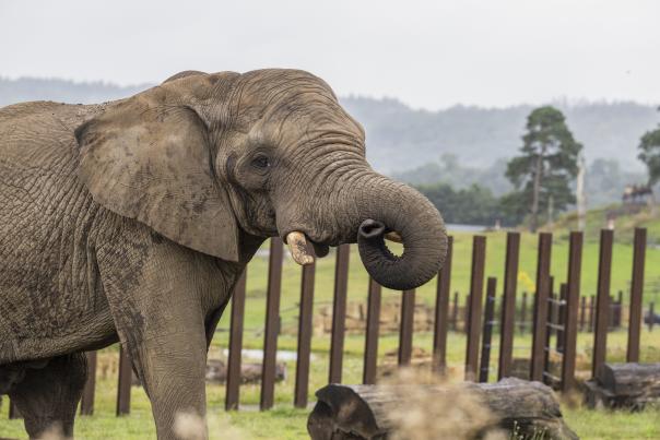 West Midland Safari Park extends an enormous welcome to Coco