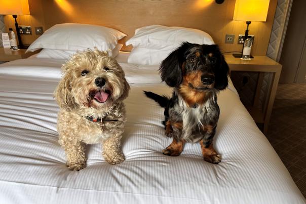 The Belfry Hotel & Resort is paw-fect for dog friendly stays