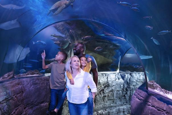 40% off top Midlands attractions for mid-week visits this Autumn