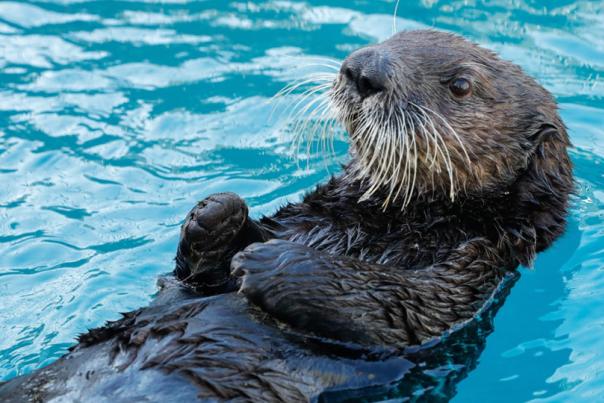 National Sea Life Centre Birmingham granted guardianship of UK's first and only sea otters