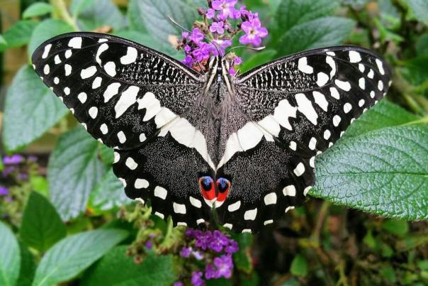 Watch the Christmas Butterfly in flight at Stratford Butterfly Farm! 
