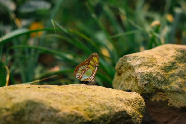VB - Stratford Butterfly Farm