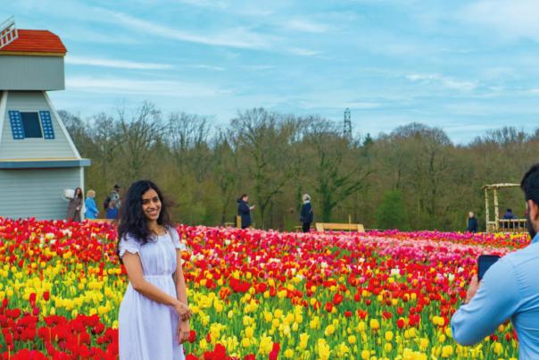 Tulley's Tulip Garden