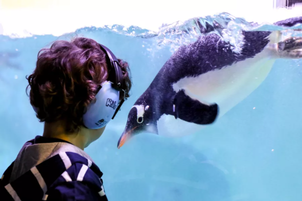 Celebrating Neurodiversity: 5 Accessible West Midlands Attractions