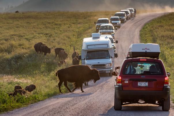 Wildlife Viewing