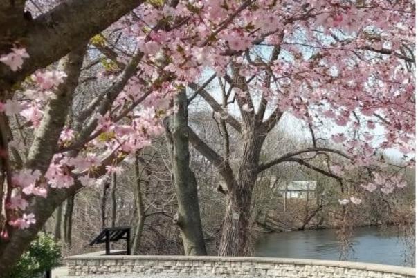 cherryblossoomchocolatemill