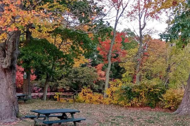 fall foliage