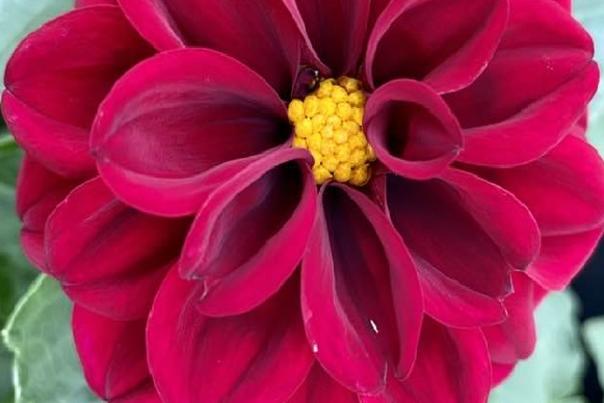 northlandgardencenter