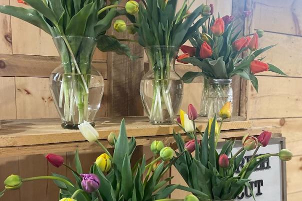 tulips