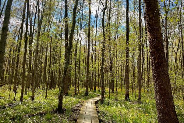 Spring at Beanblossom Bottoms Nature Preserve