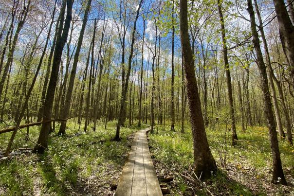 Beanblossom Bottoms in April