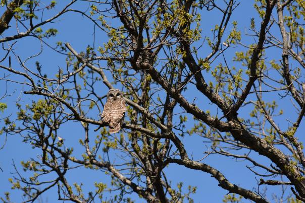 A barred owl perched on a tree branch