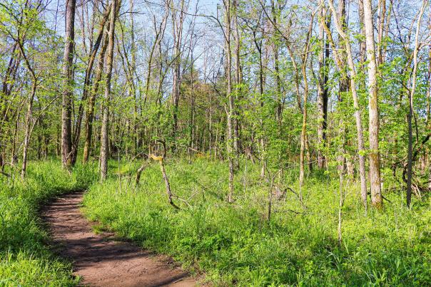 Dirt carved trail through the vegetation and trees at Cedar Bluffs