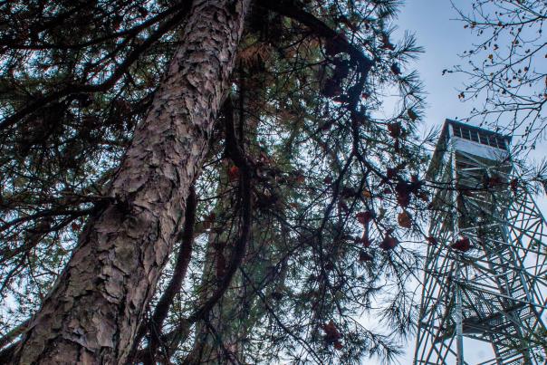 Hickory Ridge Fire Tower (Cropped Header)