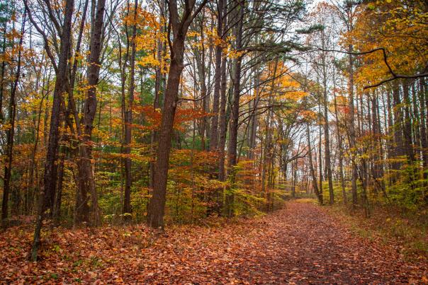 Hoosier National Forest In Bloomington, IN