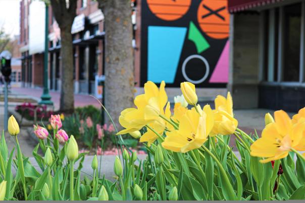 Yellow tulips on Kirkwood by the Graduate