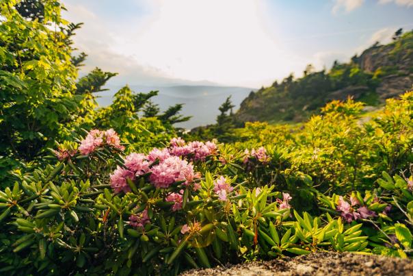 Pink rhododendron blooms in the center of the photo are framed by lush mountain foliage.
