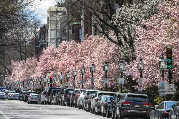 Spring Blooms - Commonwealth Ave