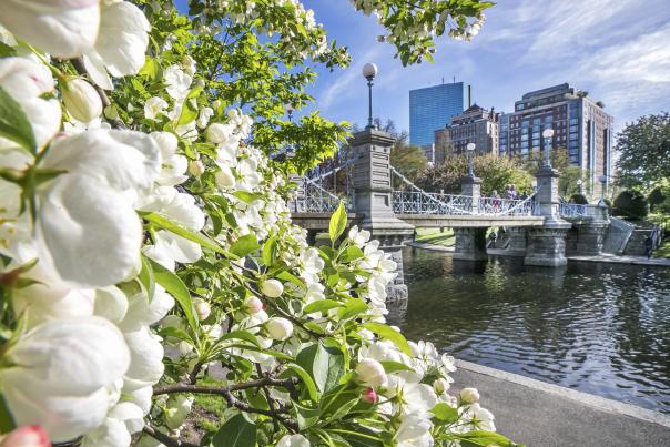 Public Garden Blooms & Bridge