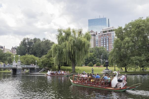 Swan Boats In Boston, MA