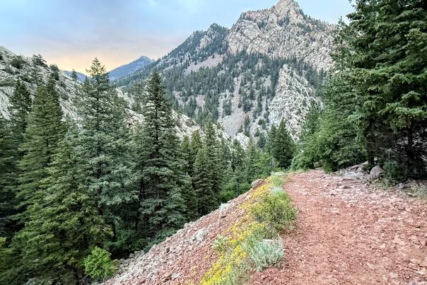 Eldorado Canyon State Park's Rattlesnake Gulch Trail with yellow flowers trailside, pine trees and a rocky peak