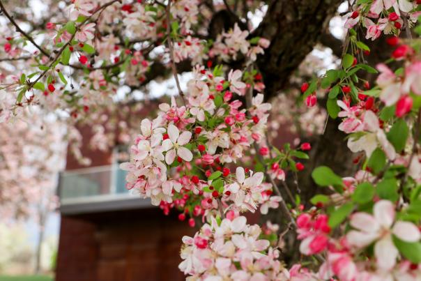 Chamber_Building_Spring