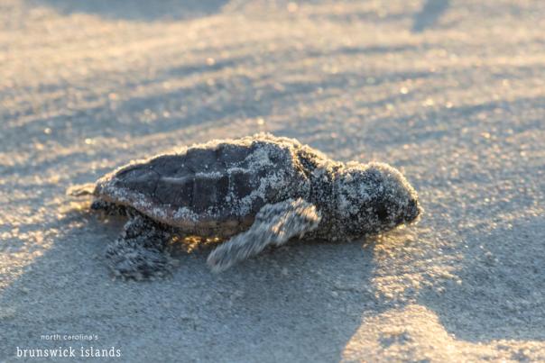 A newly-hatched baby sea turtle scurries towards the beach to begin a life in the open ocean