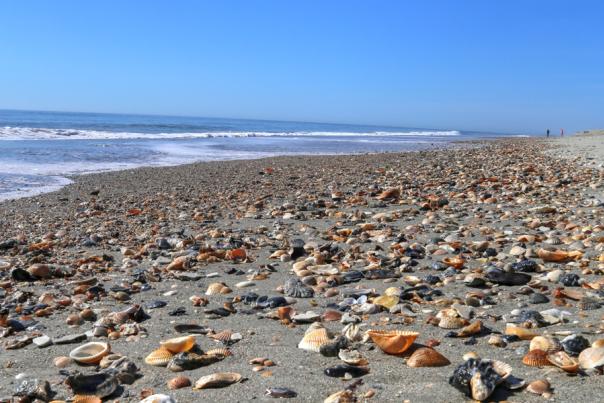 IMG_4448_Holden Beach shells