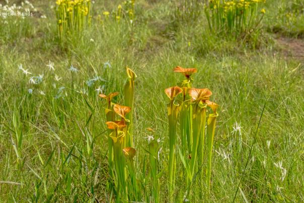 pitcher plants and flowering white flowers at the green swamp preserve