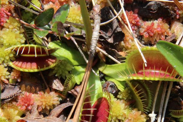 Venus-Flytrap-IMG_0039