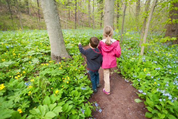 The trails, woods, meadows, pond, creek, exhibits and programs are perfect learning opportunities for families at Bowman's Hill Wildflower Preserve.